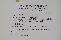 琉球黃楊藏品圖，第2張