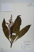 臺東漆樹藏品圖，第1張