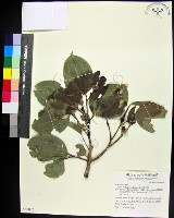 菲律賓朴樹藏品圖，第1張