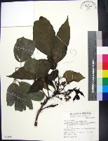 菲律賓火筒樹藏品圖，第1張