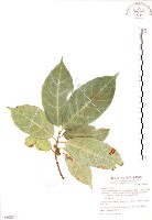 對葉榕藏品圖，第1張