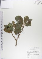 呂宋毛蕊木藏品圖，第1張