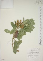 蘭嶼念珠藤藏品圖，第1張