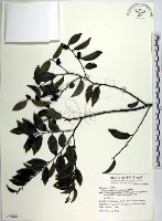 蘭嶼柿藏品圖，第1張