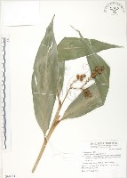 呂宋月桃藏品圖，第1張