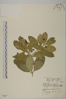 交趾衛矛藏品圖，第1張