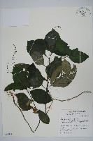 針刺草藏品圖，第1張