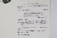 卵葉鱗球花藏品圖，第2張