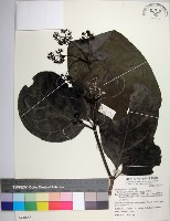 皮孫木藏品圖，第1張