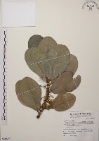 大葉山欖、臺灣膠木藏品圖，第1張
