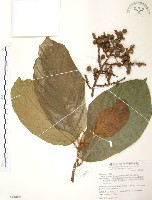 豬母乳、水同木藏品圖，第1張