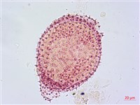 蓮葉桐藏品圖，第1張