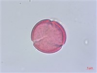 倒地蜈蚣藏品圖，第3張