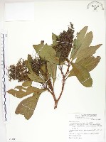 呂宋水錦樹藏品圖，第1張