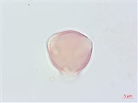 毛果柃木、菱葉柃木藏品圖，第2張