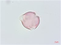 毛果柃木、菱葉柃木藏品圖，第3張