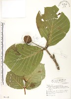 欖仁舅藏品圖，第1張