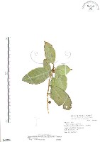 對葉榕藏品圖，第1張