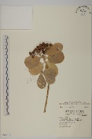 日本衛矛, 大葉黃楊藏品圖，第1張