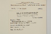 日本衛矛, 大葉黃楊藏品圖，第2張