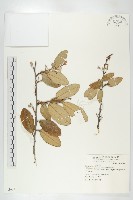 臺灣胡頹子藏品圖，第1張