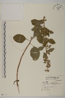 柔毛艾納香藏品圖，第1張