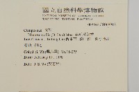 柔毛艾納香藏品圖，第2張