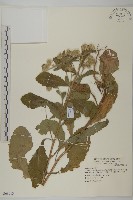 裂葉艾納香藏品圖，第1張