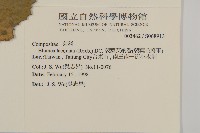 裂葉艾納香藏品圖，第2張