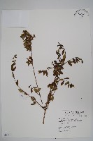 臺灣糯米條藏品圖，第1張