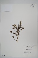 臺灣糯米條藏品圖，第1張