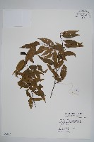 阿里山千金榆藏品圖，第1張