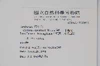 阿里山千金榆藏品圖，第2張