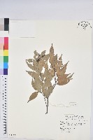 長尾栲、長尾柯、長尾尖葉櫧藏品圖，第1張