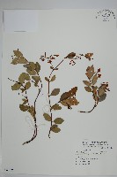 細梗絡石藏品圖，第1張