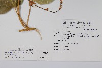 華他卡藤藏品圖，第2張