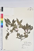 恆春鐵莧藏品圖，第1張