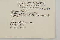 小葉欖仁藏品圖，第2張