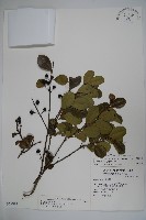 倒卵葉冬青、金平氏冬青藏品圖，第1張