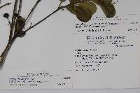 倒卵葉冬青、金平氏冬青藏品圖，第2張