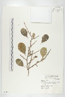 登錄號:S068956藏品圖，第1張