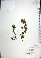 圓葉金午時花藏品圖，第1張