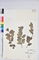 登錄號:S068967藏品圖，第1張