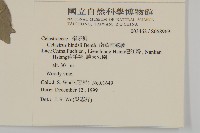 南華南蛇藤，青江藤藏品圖，第2張