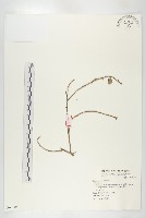 登錄號:S068984藏品圖，第1張