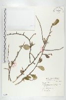 登錄號:S068988藏品圖，第1張