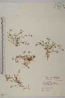 漆姑草藏品圖，第1張