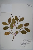 大葉黃楊藏品圖，第1張