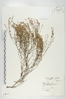 獨行菜藏品圖，第1張