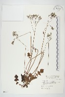 黃鵪菜藏品圖，第1張